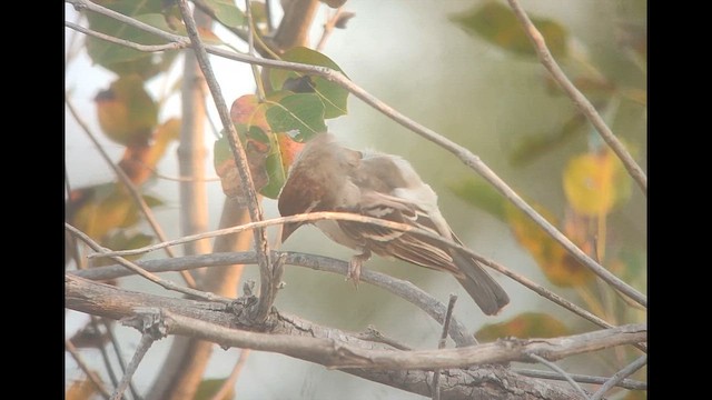 Chestnut-crowned Sparrow-Weaver - ML646515561