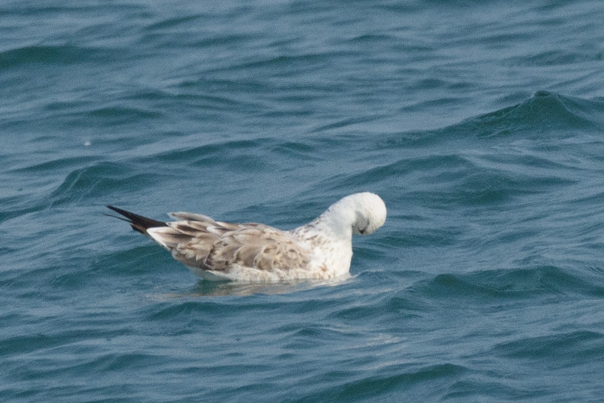 小黑背鷗 - ML646515564