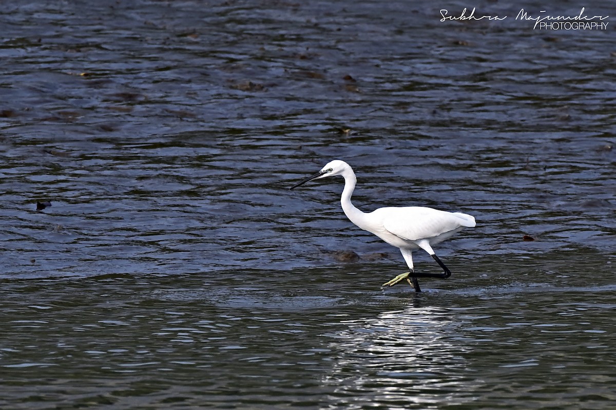 コサギ - ML646515565