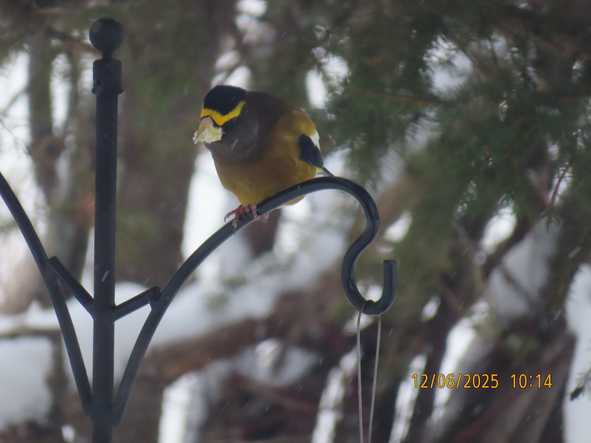 キビタイシメ - ML646515566