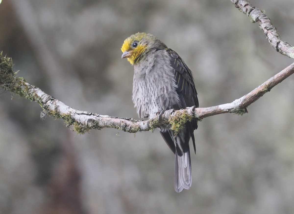 Yellow-rumped Honeyguide - ML646515567