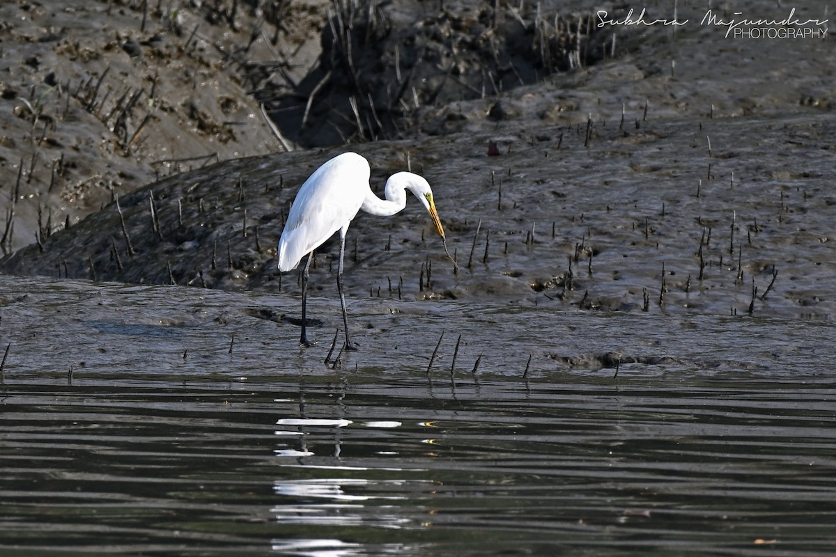 ダイサギ - ML646515568