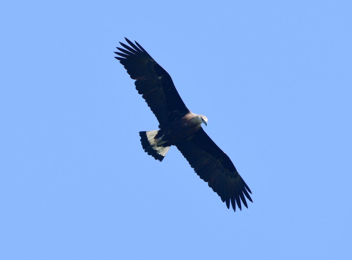 båndhavørn - ML646515570