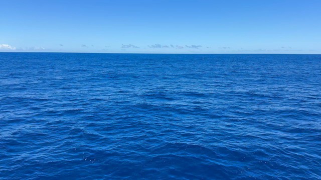 Реюньонский тайфунник - ML646515573