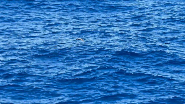 Реюньонский тайфунник - ML646515574