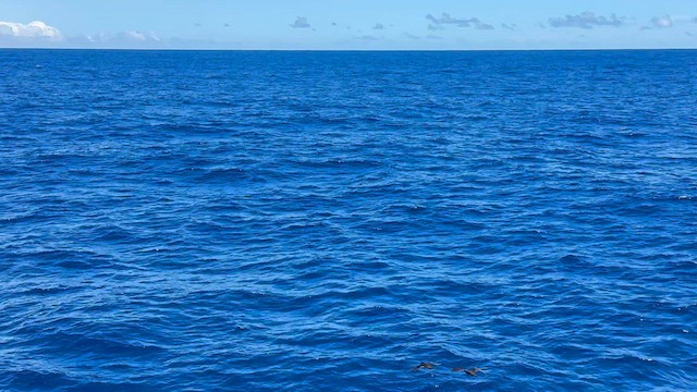 Реюньонский тайфунник - ML646515575