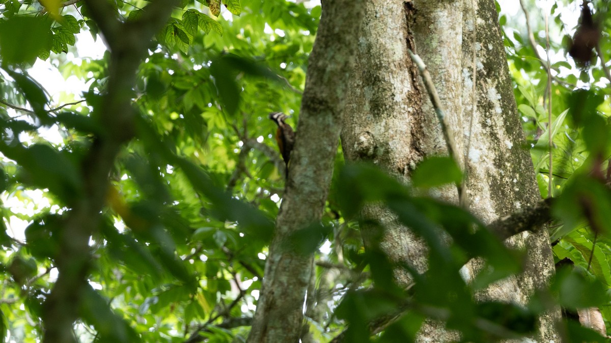 Common Flameback - ML646515576