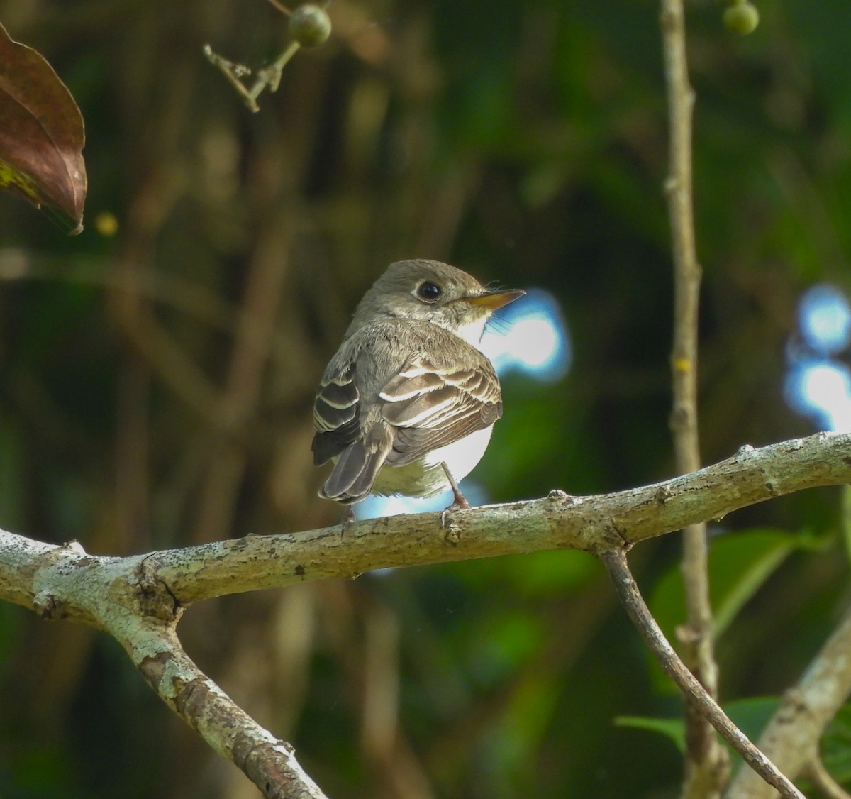 Asian Brown Flycatcher - ML646515579