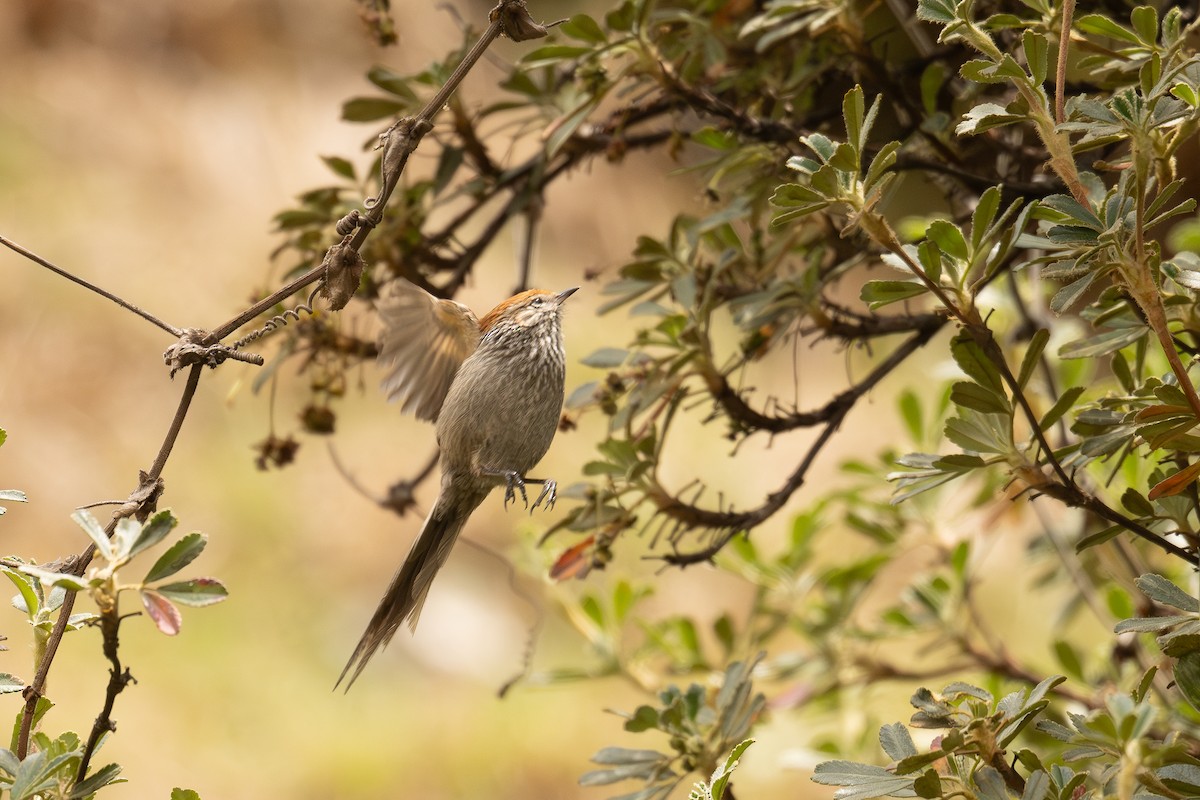 Rostkappen-Meisenschlüpfer - ML646515581