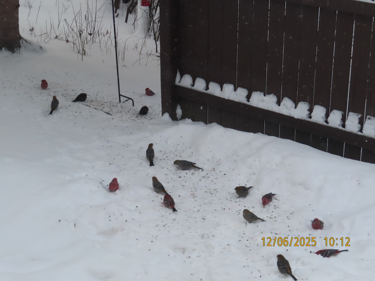 Смеречник тайговий - ML646515582