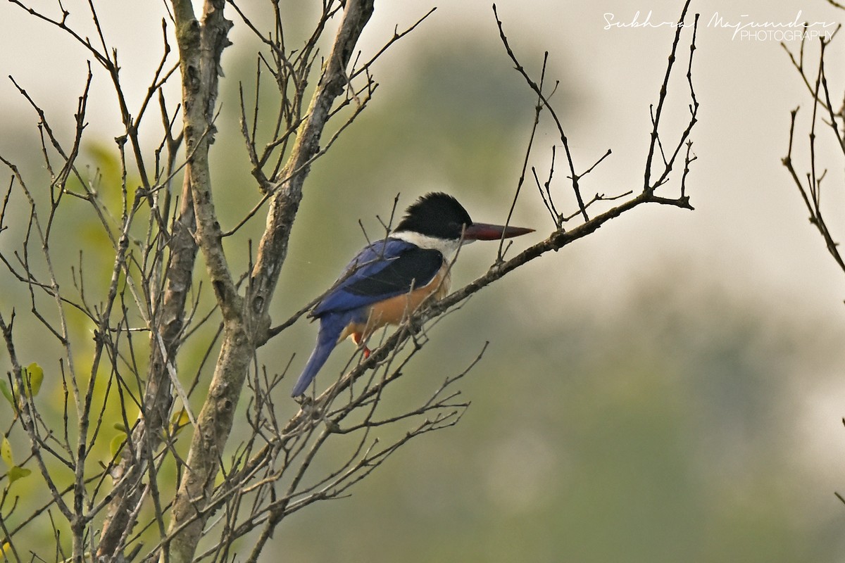 ヤマショウビン - ML646515586