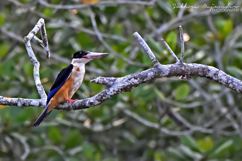 ヤマショウビン - ML646515587