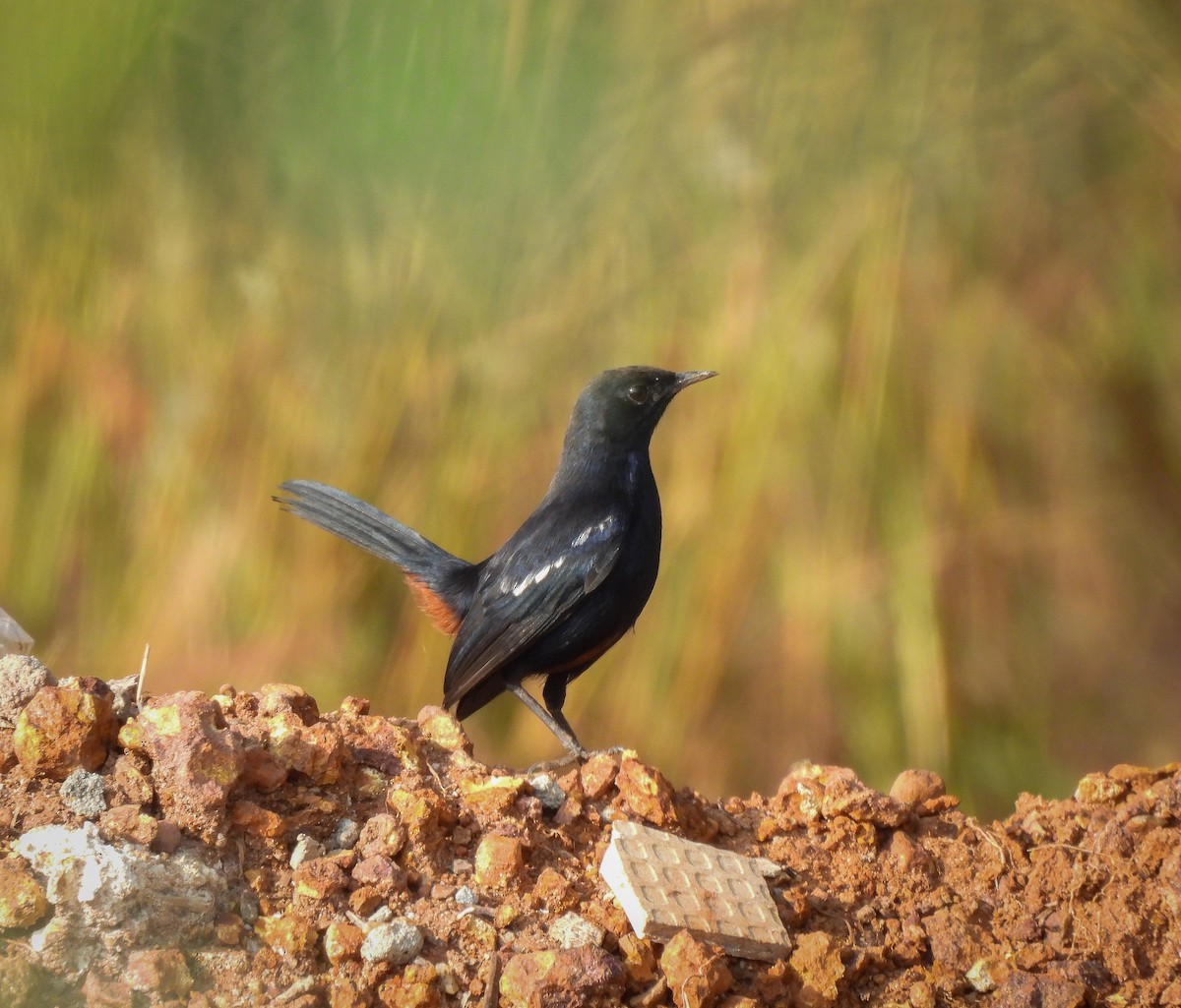 Indian Robin - ML646515588