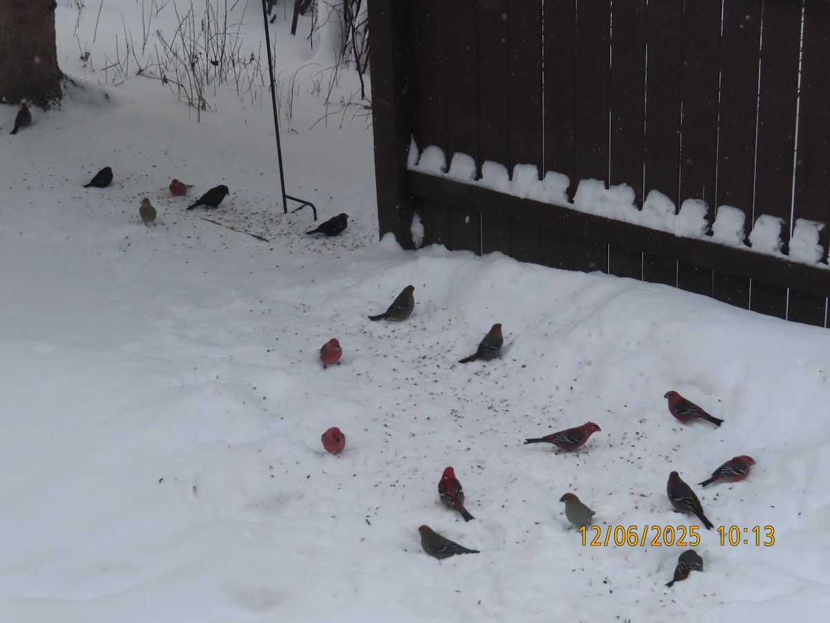 Смеречник тайговий - ML646515589