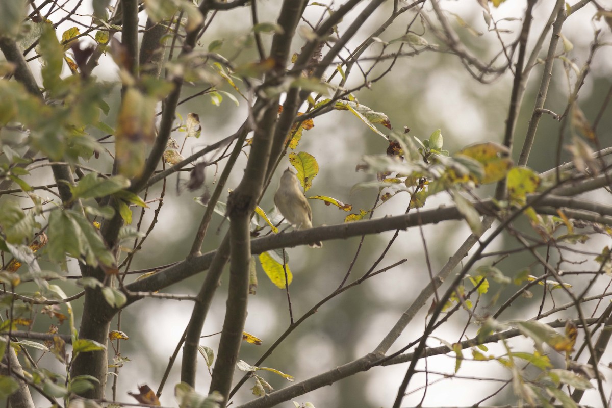 Вівчарик-ковалик - ML646515590