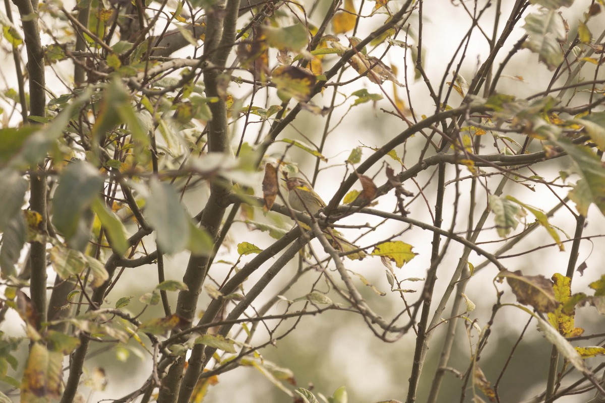 Вівчарик-ковалик - ML646515591