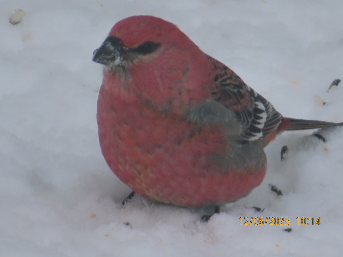 Смеречник тайговий - ML646515592