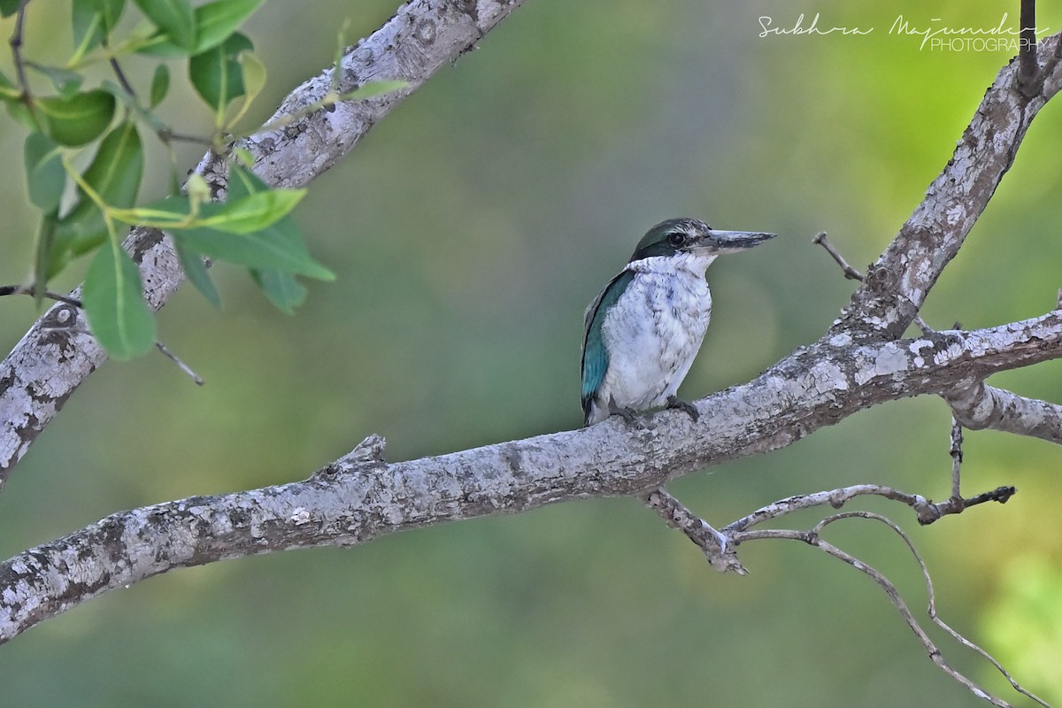 ナンヨウショウビン - ML646515594