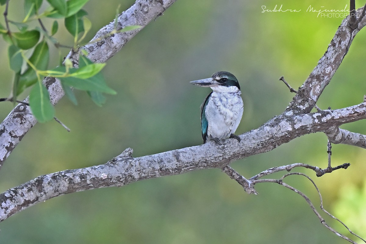 ナンヨウショウビン - ML646515595