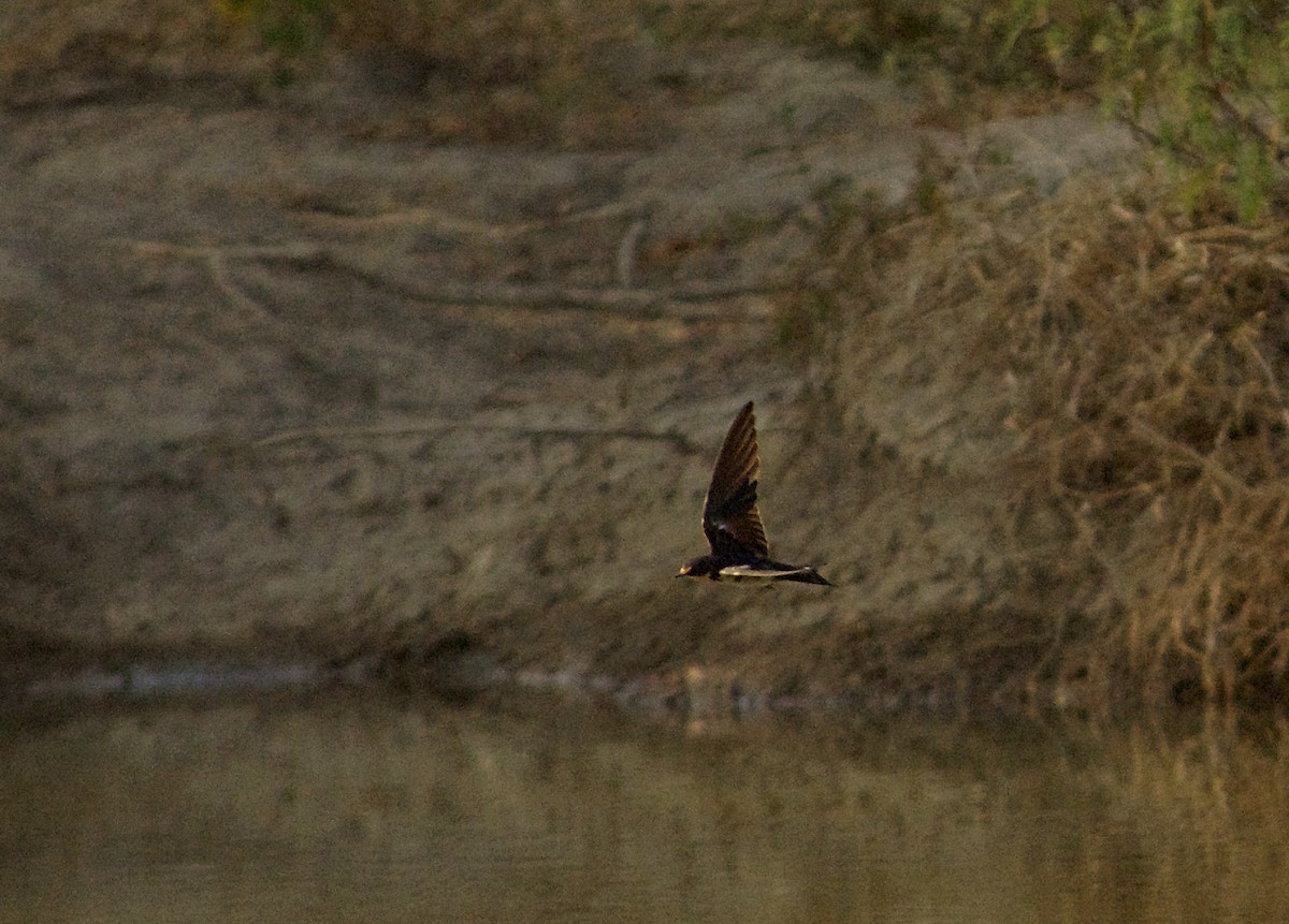 Singschwalbe - ML646515611