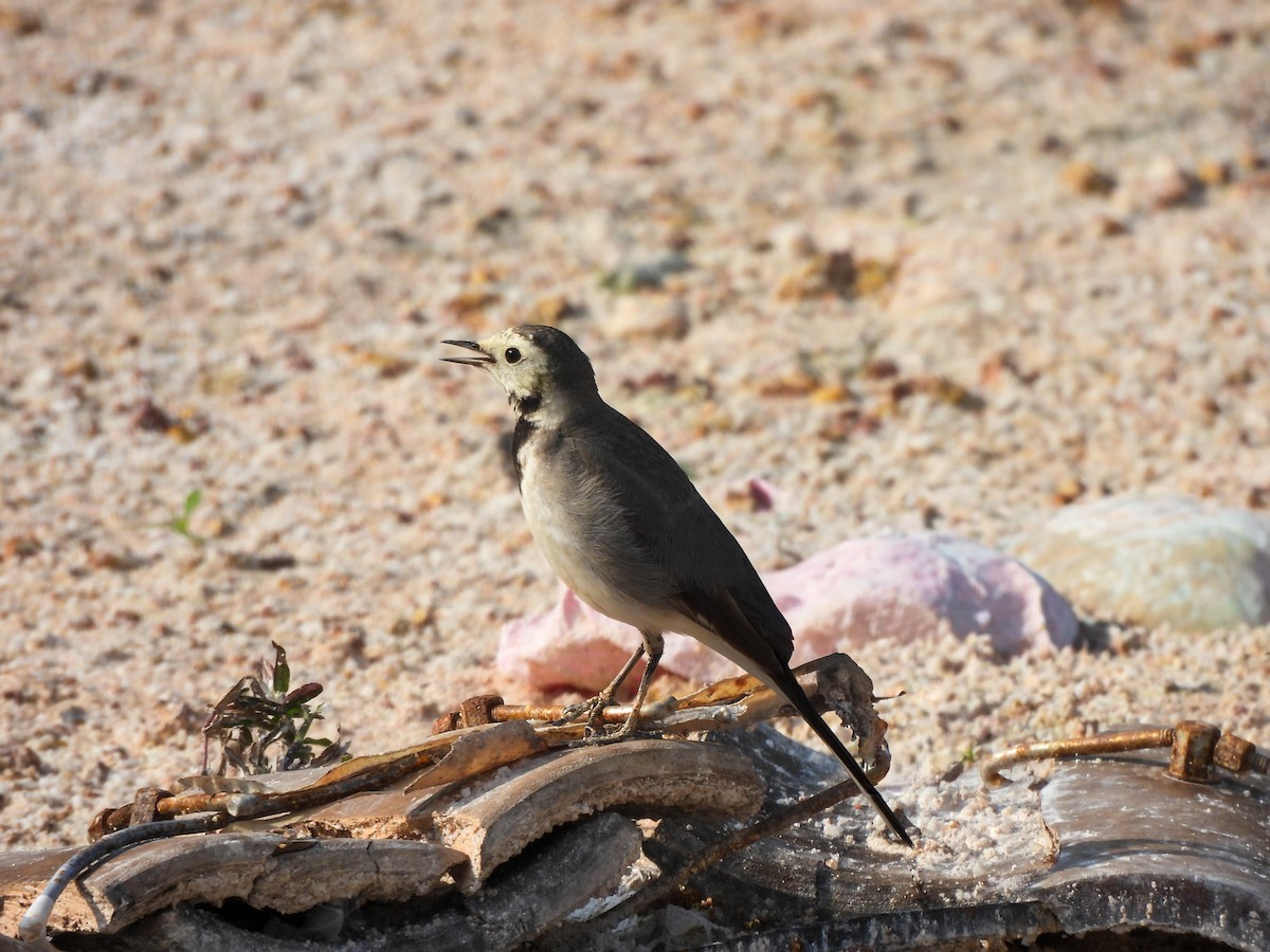 White Wagtail - ML646515613