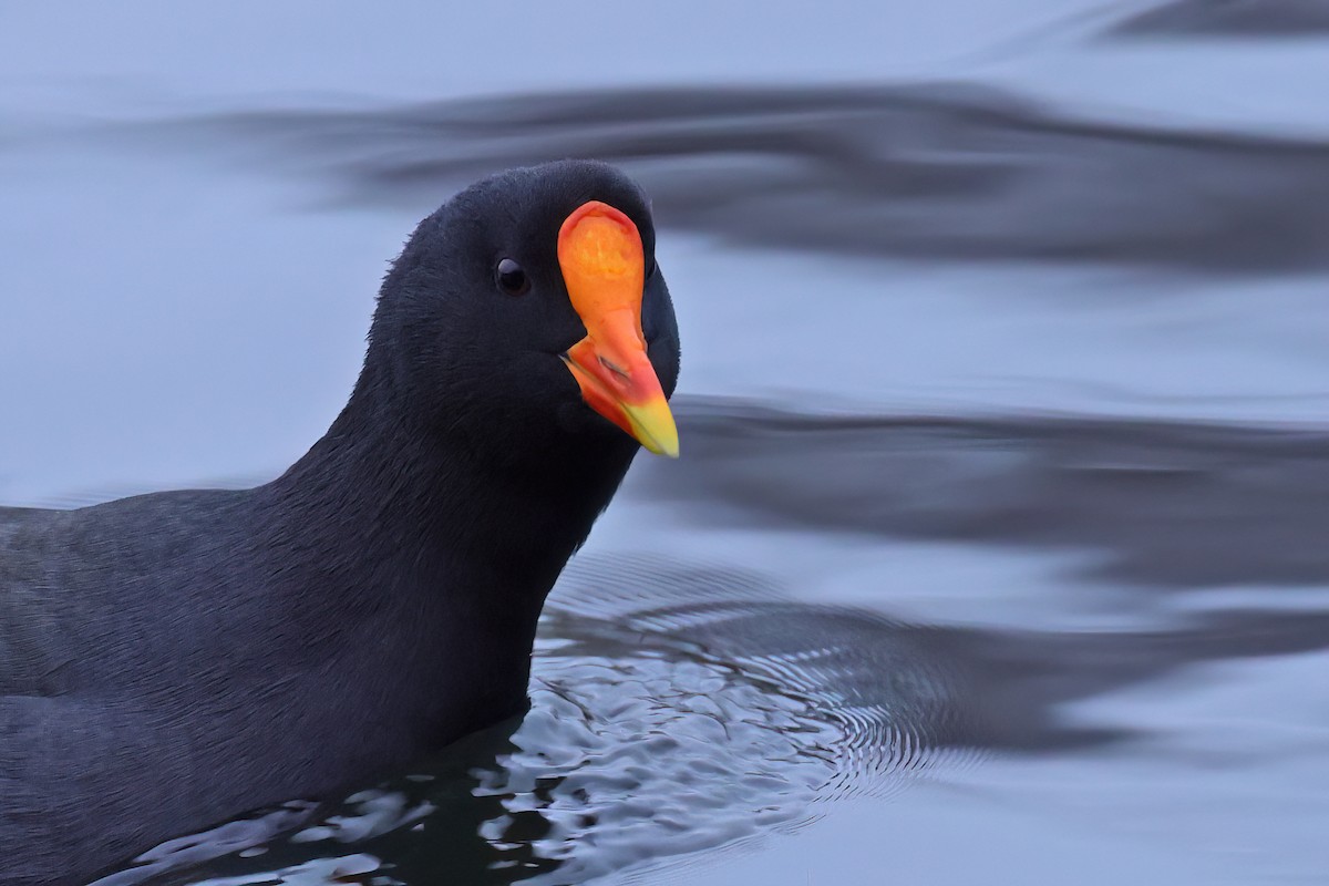 Eurasian Moorhen x Eurasian Coot (hybrid) - ML646515615