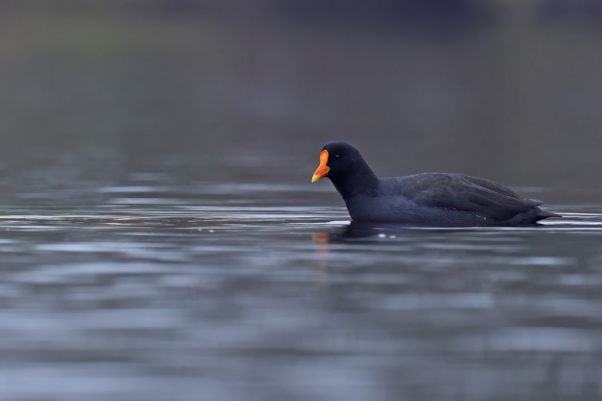 Eurasian Moorhen x Eurasian Coot (hybrid) - ML646515616