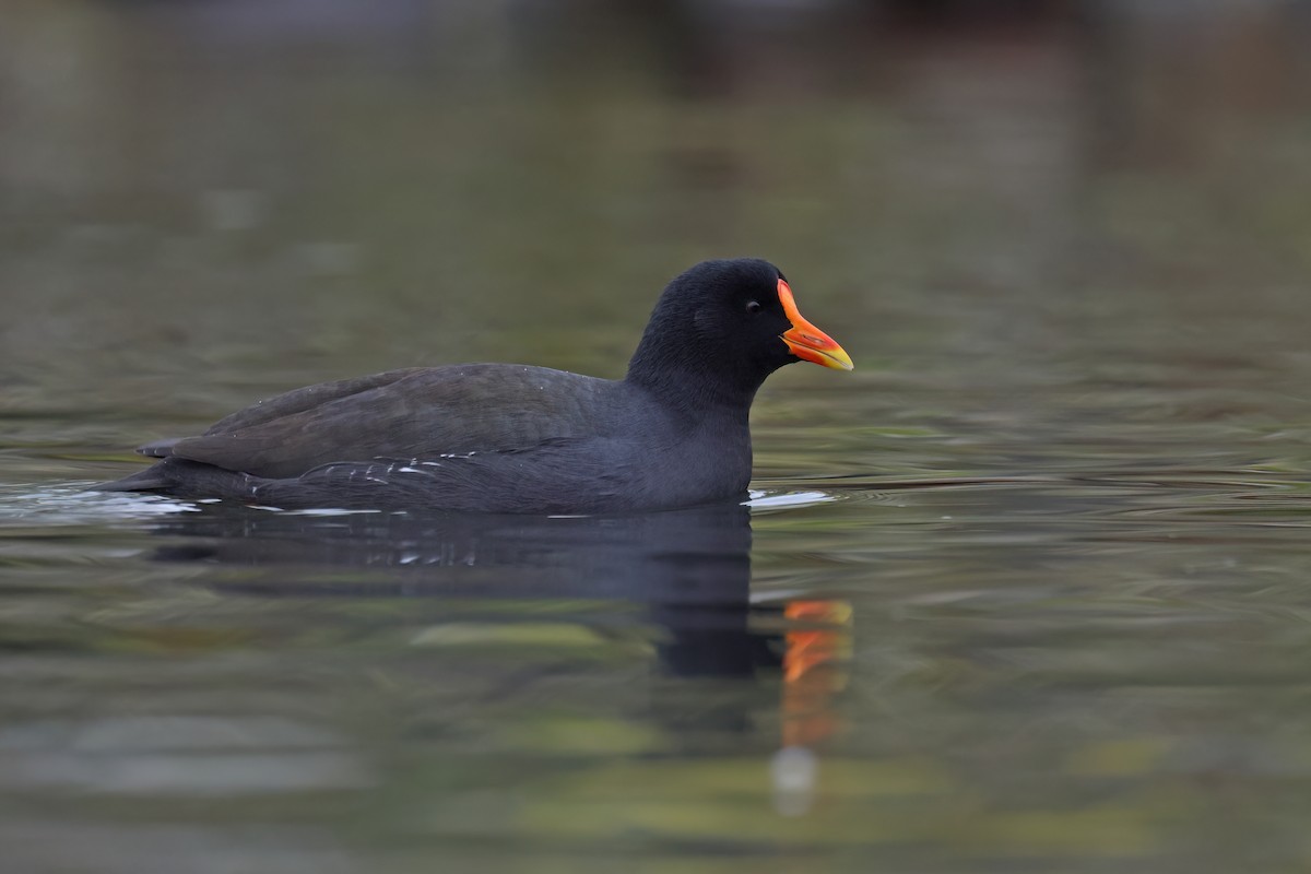 Eurasian Moorhen x Eurasian Coot (hybrid) - ML646515617