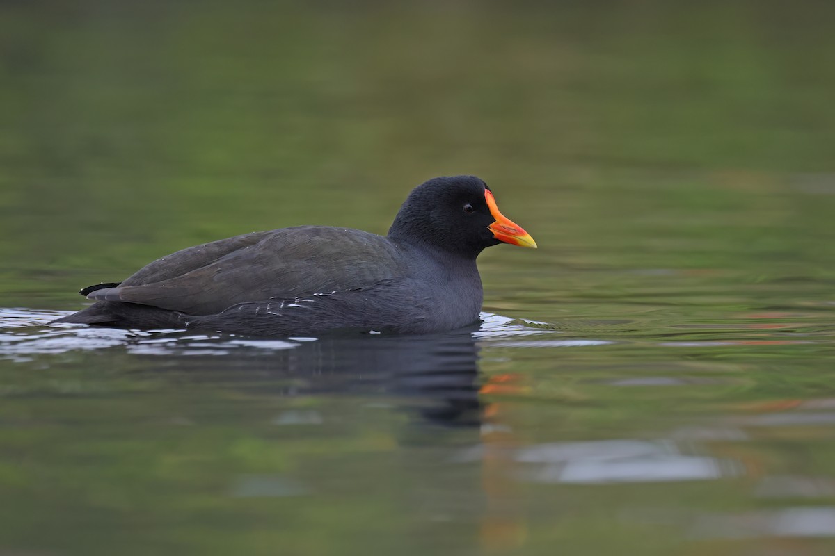 Eurasian Moorhen x Eurasian Coot (hybrid) - ML646515618