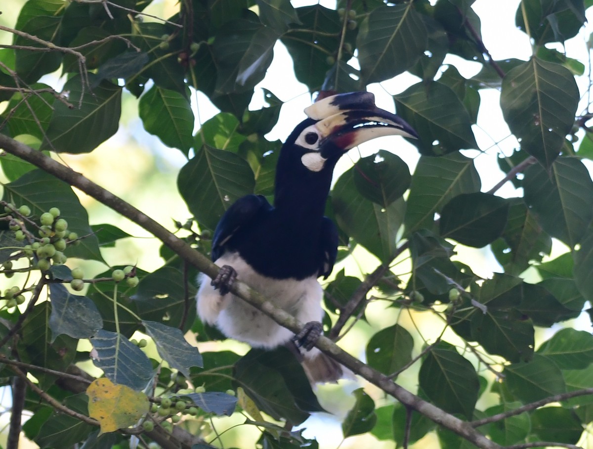 orienthornfugl - ML646515622