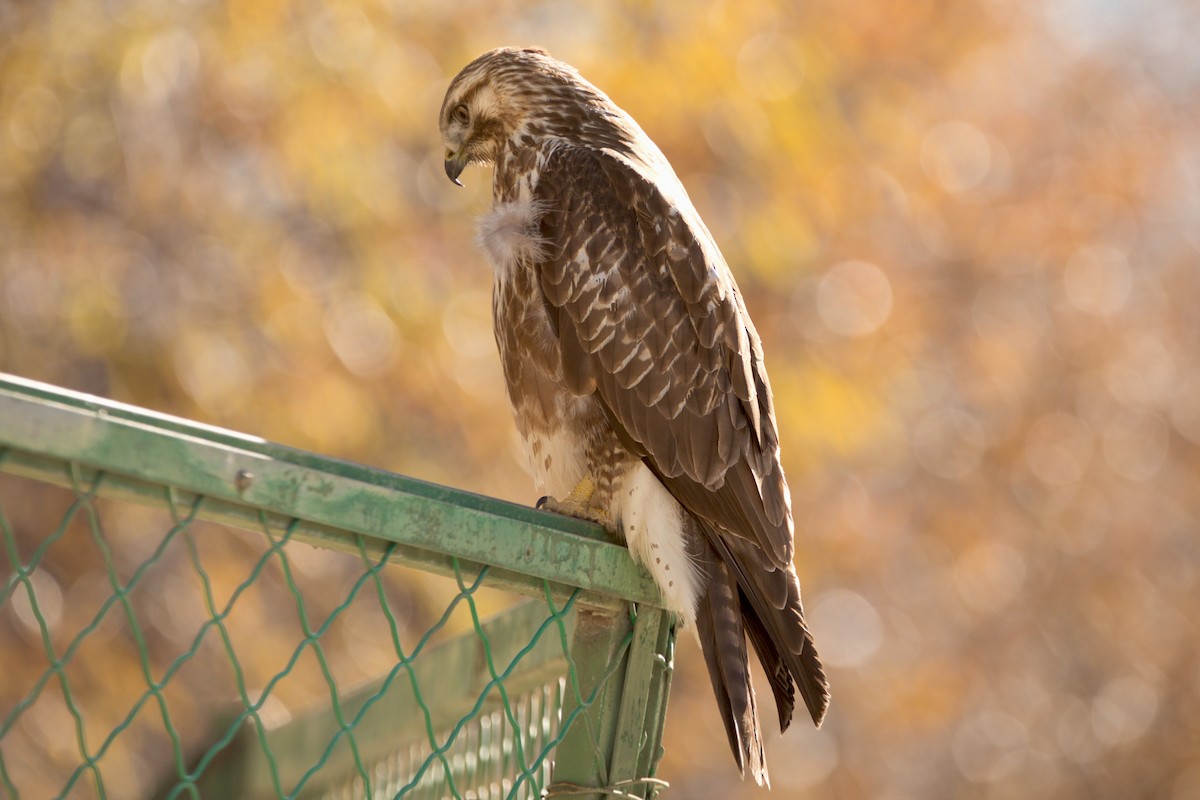 Himalayan Buzzard - ML646515626