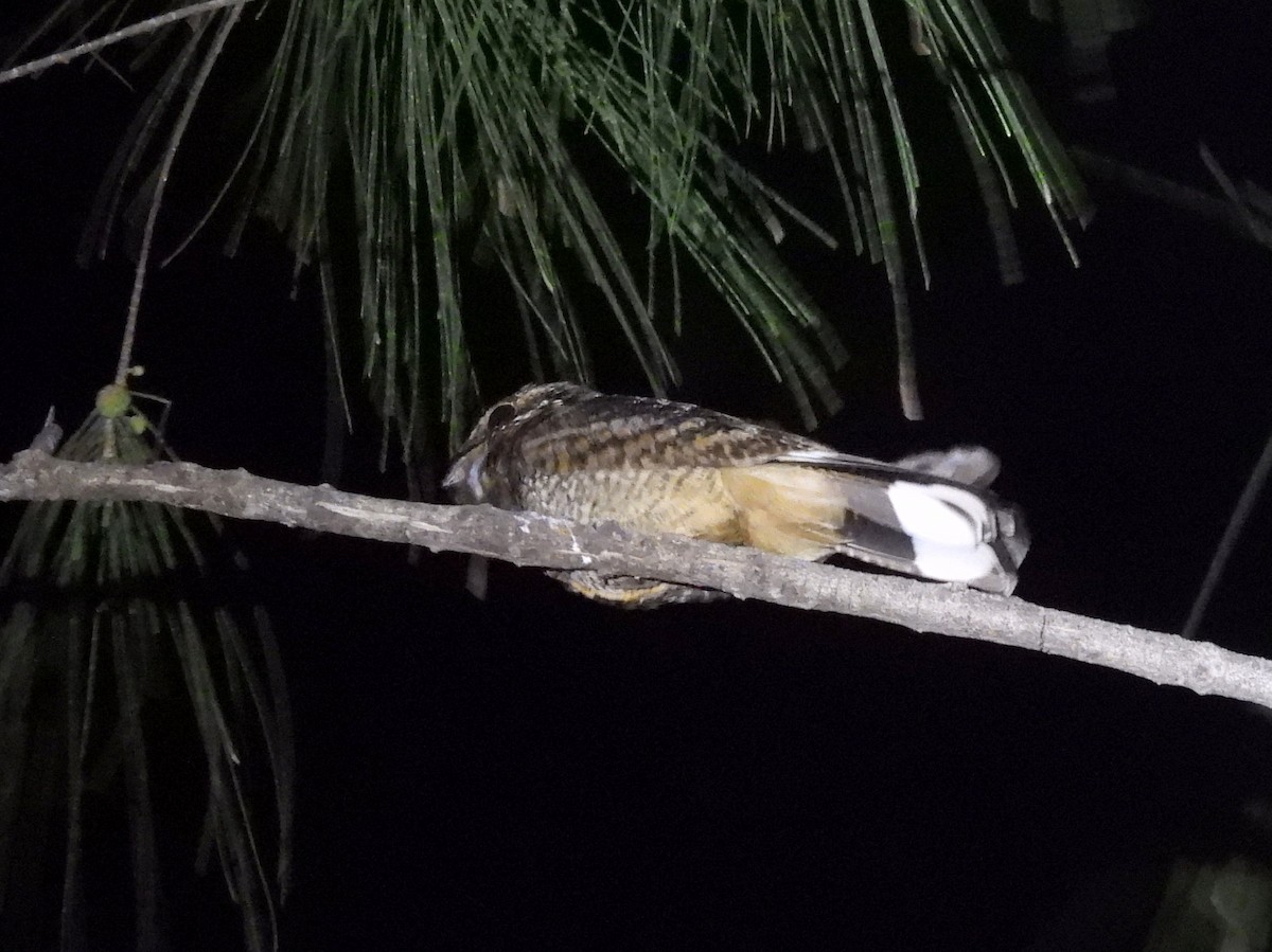 Madagascar Nightjar - ML646515627