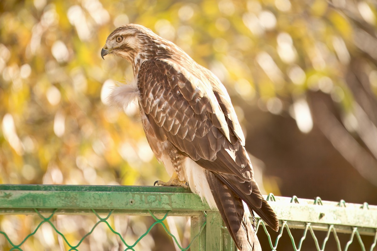 Himalayan Buzzard - ML646515629