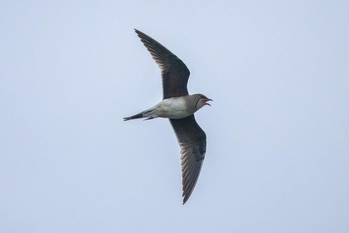 Collared Pratincole - ML646515633