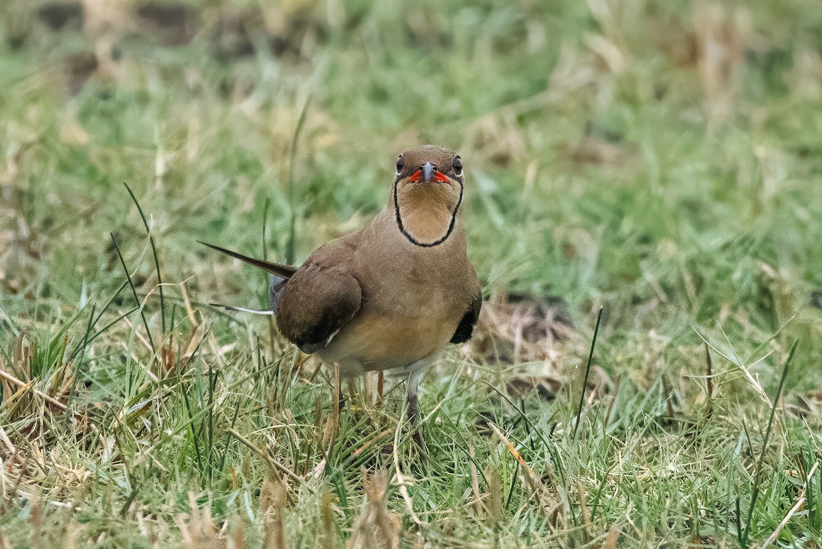 Collared Pratincole - ML646515635