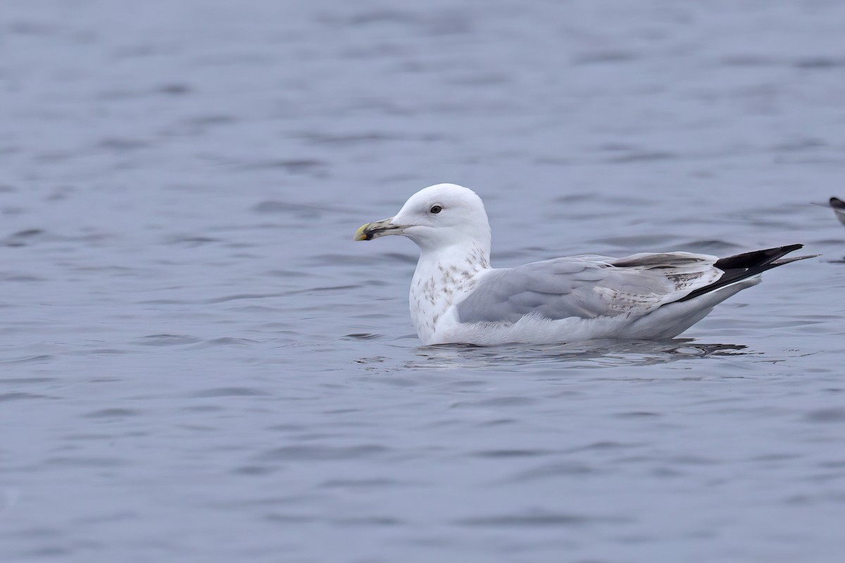 Caspian Gull - ML646515638