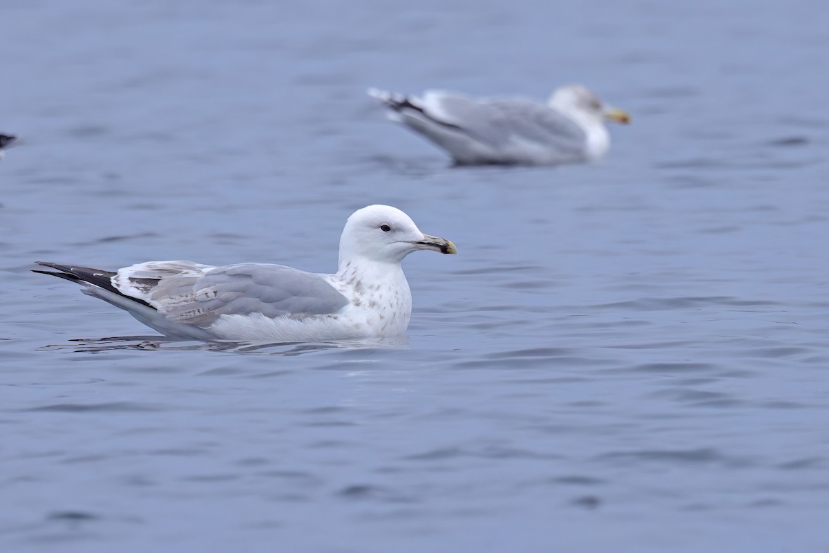 Caspian Gull - ML646515639