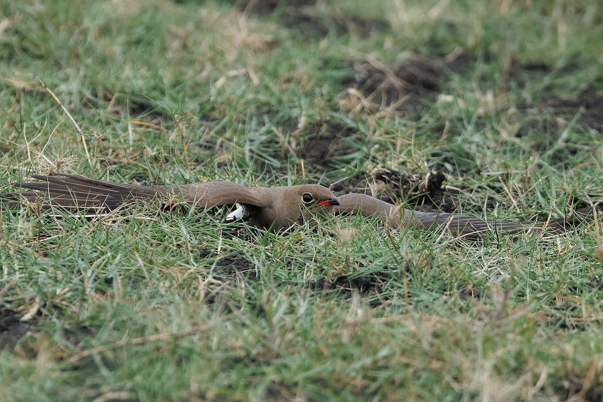 Collared Pratincole - ML646515642