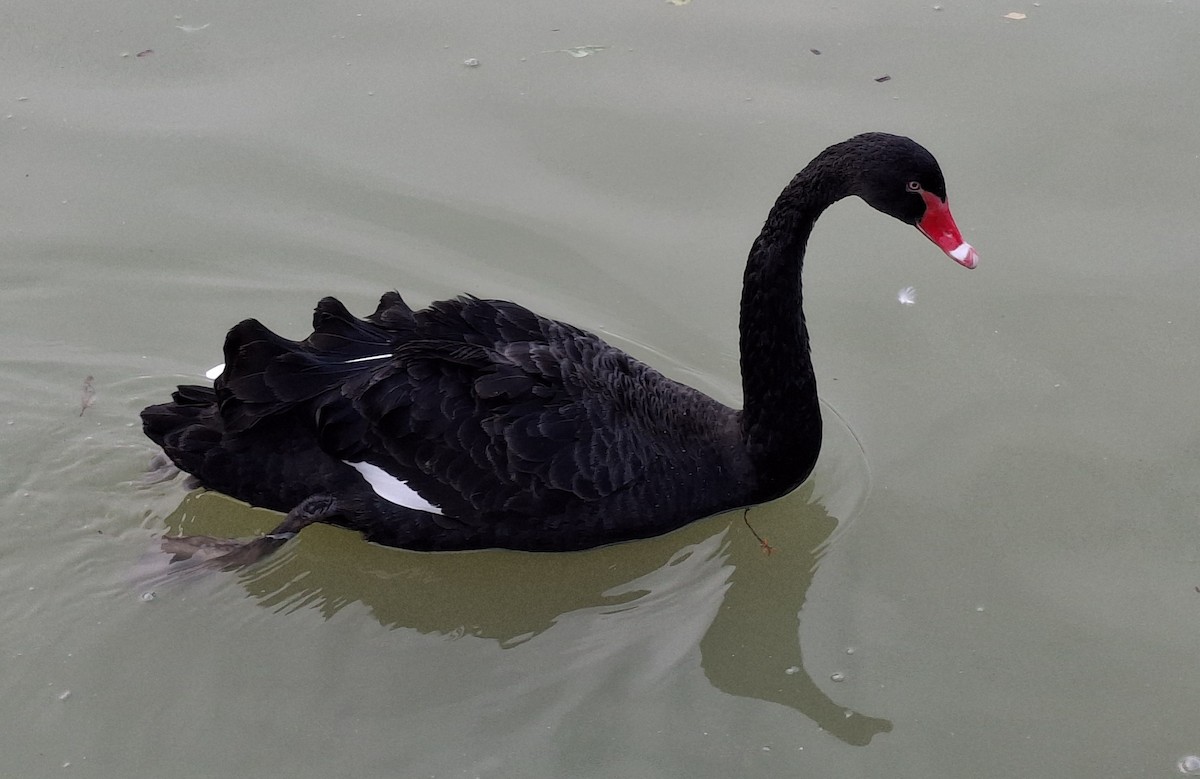 Black Swan - ML646515645