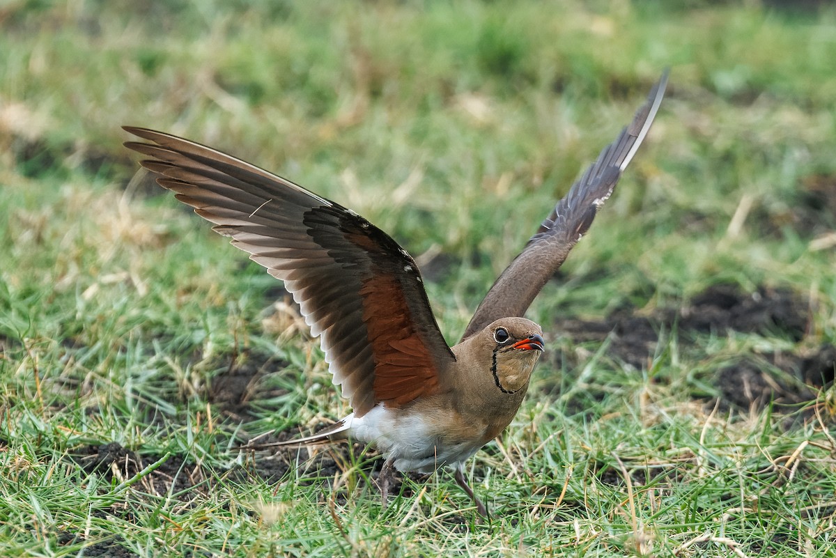 Collared Pratincole - ML646515647