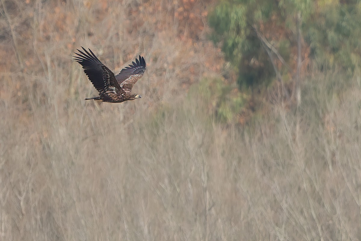 White-tailed Eagle - ML646515648
