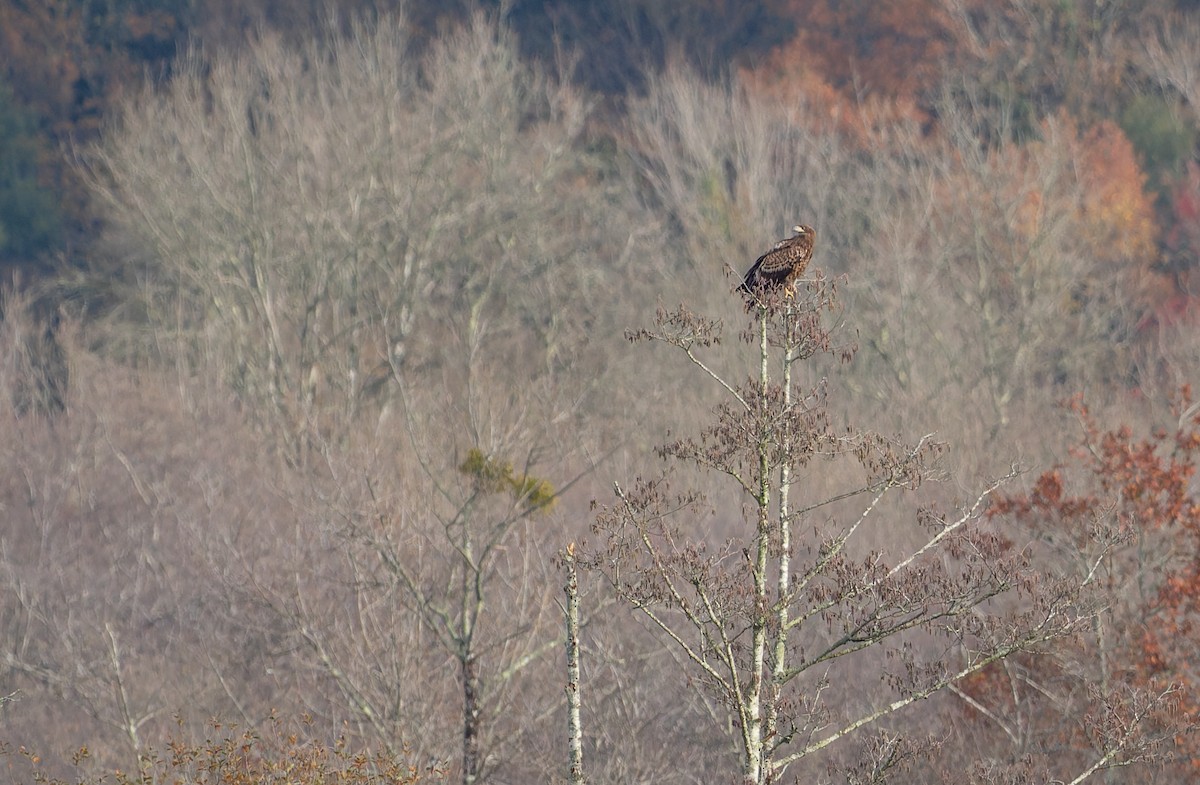 White-tailed Eagle - ML646515649