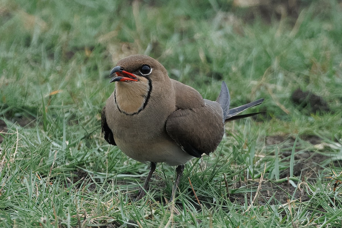 Collared Pratincole - ML646515650