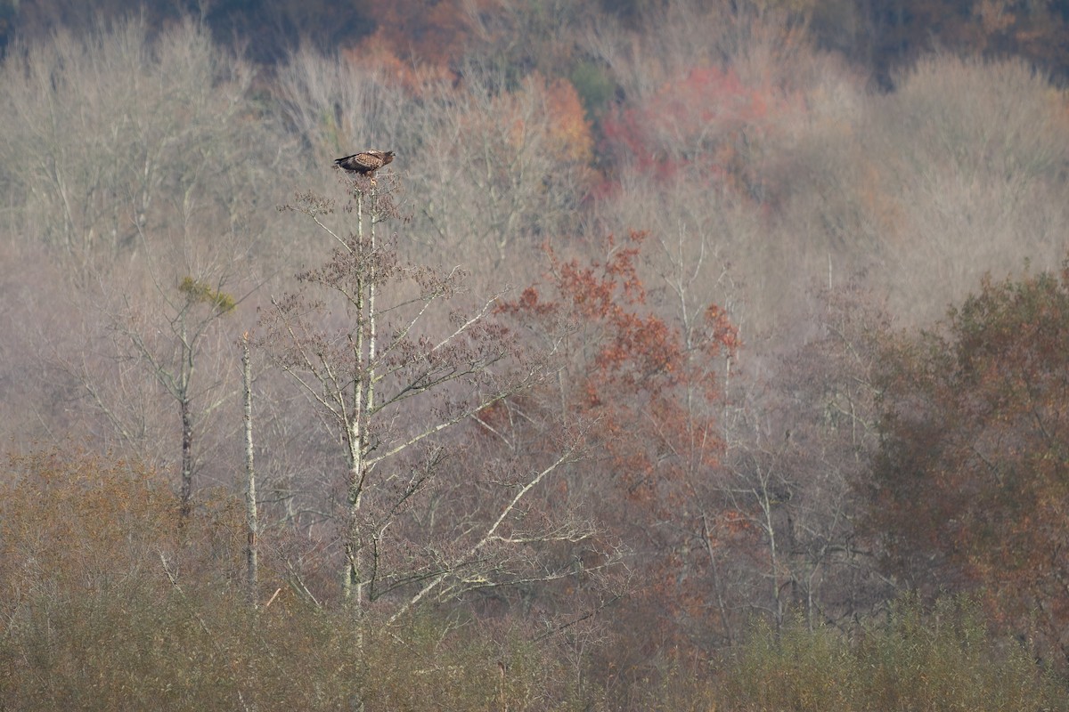 White-tailed Eagle - ML646515651