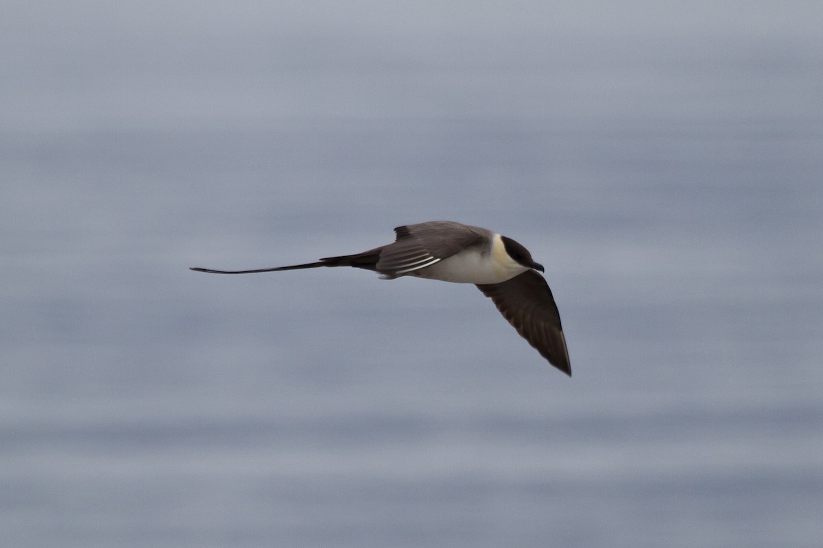 Long-tailed Jaeger - ML646515652