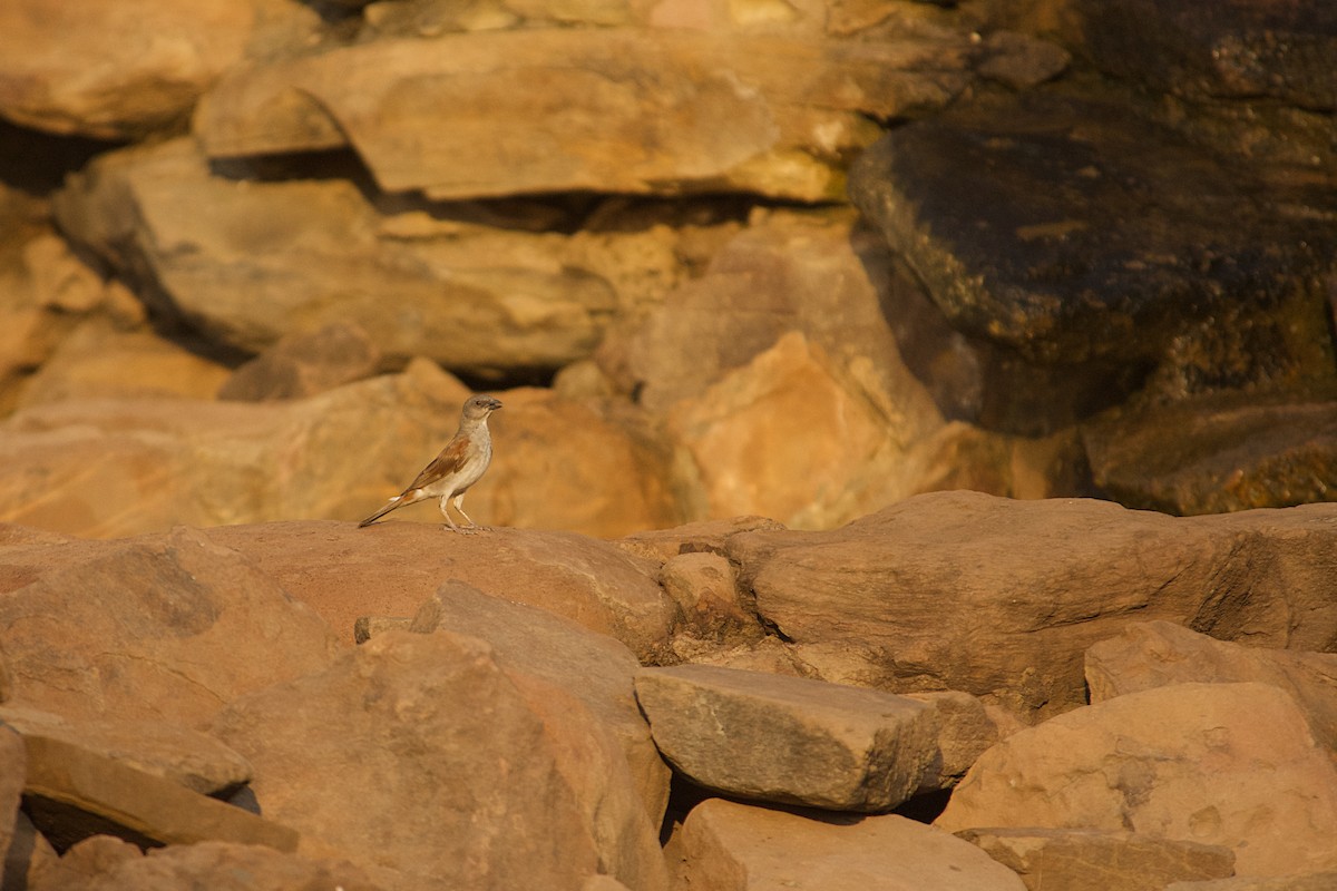 Northern Gray-headed Sparrow - ML646515653