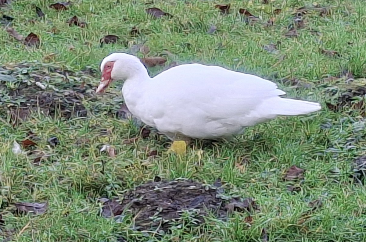 Muscovy Duck (Domestic type) - ML646515654