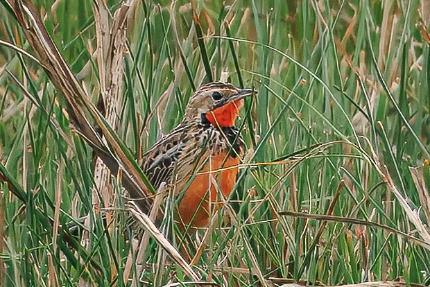 Rosy-throated Longclaw - ML646515657