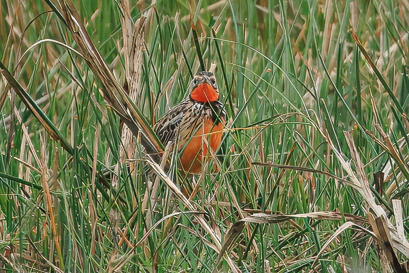 Rosy-throated Longclaw - ML646515658
