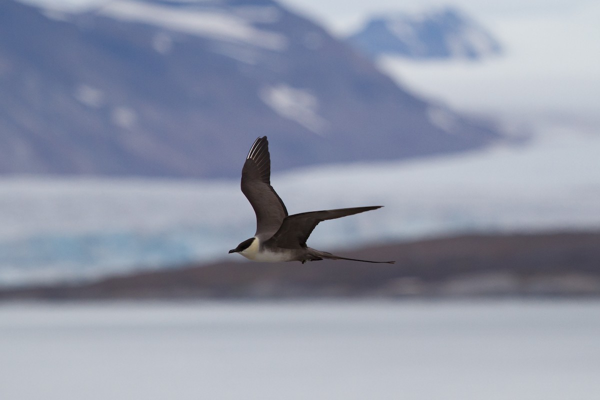 Long-tailed Jaeger - ML646515661